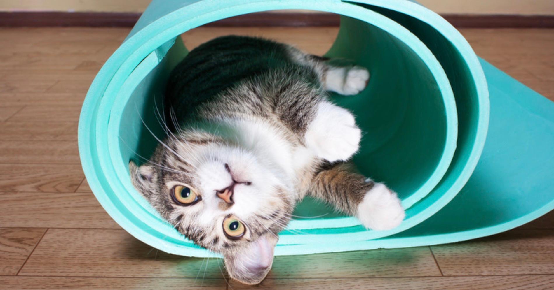 Animal Asanas: Body Positive Slow Flow Yoga